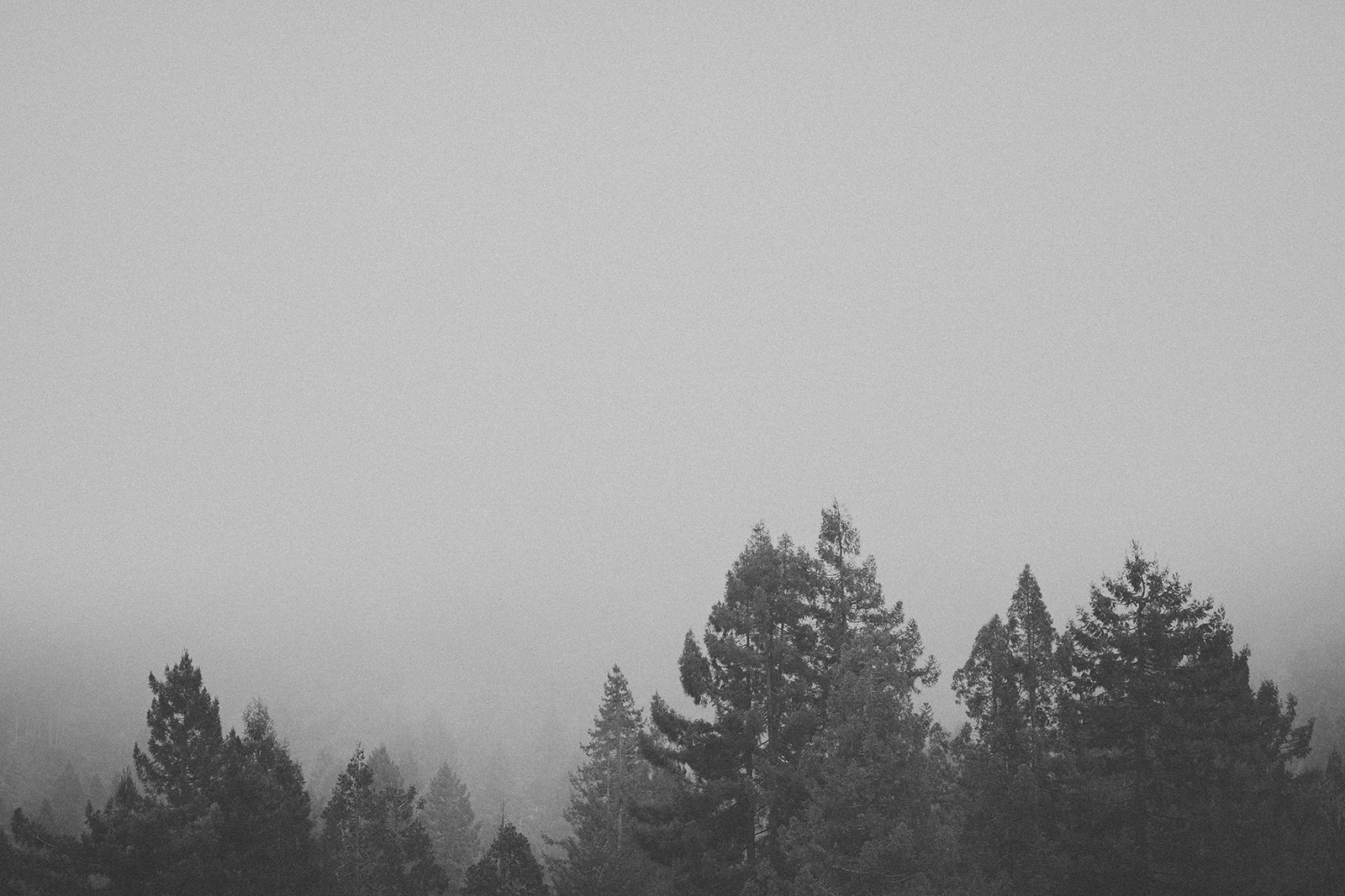 A black and white photo of trees in the fog.